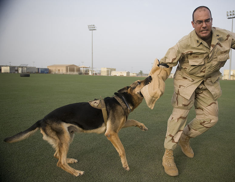 774px-US_Navy_110826-F-EL833-417_Rado,_an_8-year-old_German_shepherd_military_working_dog,_bites_Master-At-Arms_1st_Class_Patrick_Yourg_during_a_patrol_t